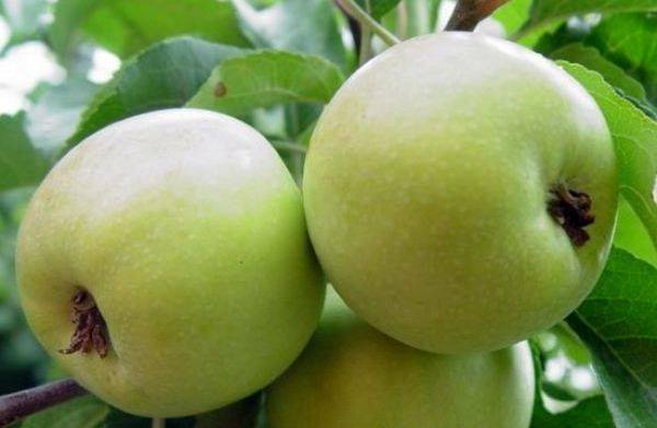 Особенности выращивания карликовой яблони Чудное с фото