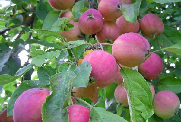 Яблоня Китайка: необычный сорт в наших садах с фото