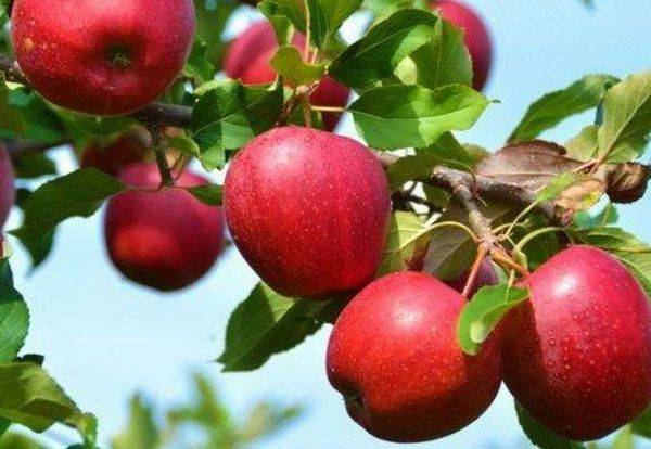 Описание и уход за яблоней сорта Красное раннее - фото