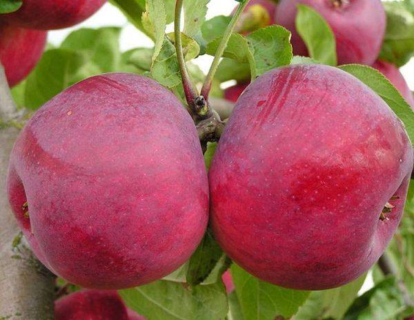 Особенности осенней канадской яблони сорта Макинтош - фото
