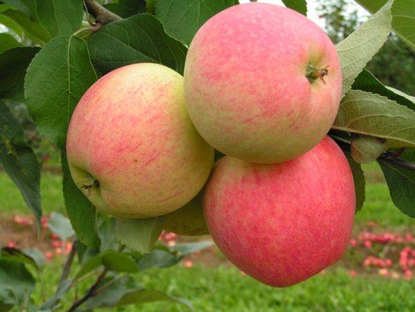 Описание и выращивание летней яблони Мечта - фото