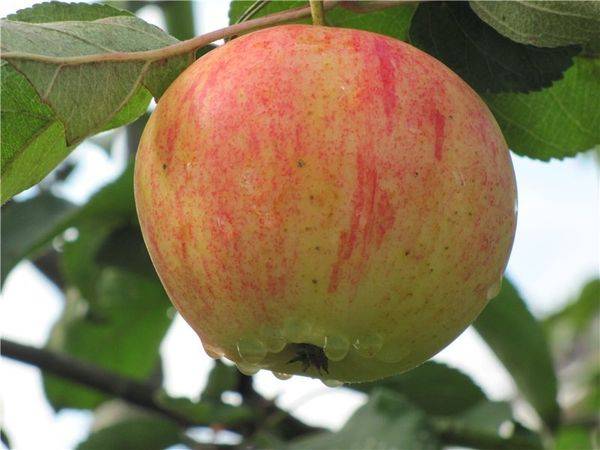 Описание летней яблони сорта Орлинка с фото