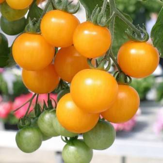 Желтые помидоры - популярные сорта - фото
